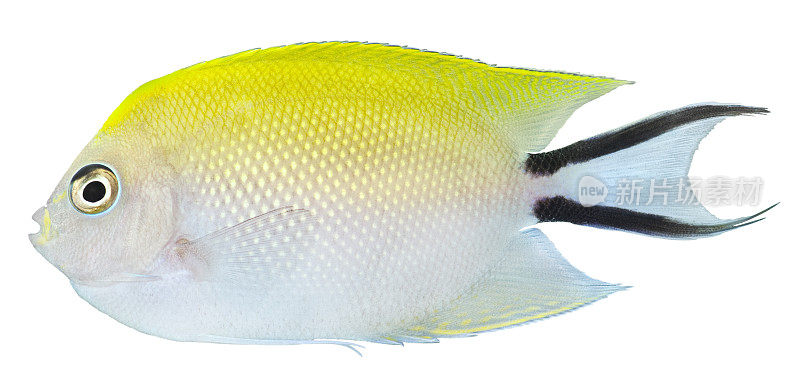 燕尾天使鱼。吉根坦图斯 · 梅拉诺斯皮洛斯